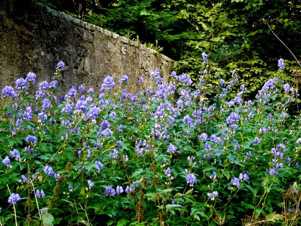 Photo 6"x4" Monkshood by the garden wall, Geanies Toulvaddie c2008