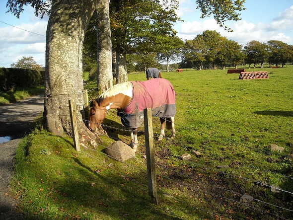 Photo 6"x4" Horses Near Bethern Auldhouse c2008