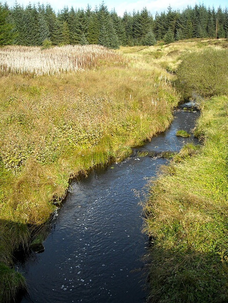 Photo 6"x4" Little Calder Laigh Carnduff c2008