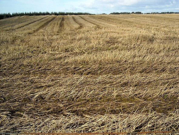 Photo 6"x4" Field Near Brackenridge Laigh Carnduff c2008