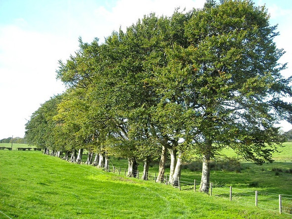 Photo 6"x4" Line of Trees Near East Brackenridge Laigh Carnduff c2008