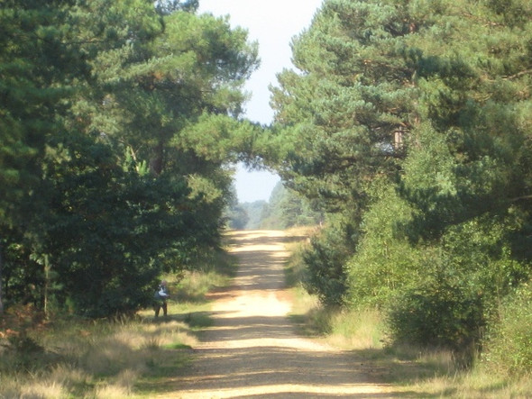 Photo 6"x4" Hurn Forest Avon\/SZ1498 c2008