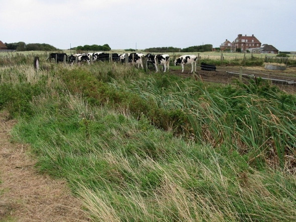 Photo 6"x4" Cattle at Sandwich Bay Sandwich Bay Estate c2008