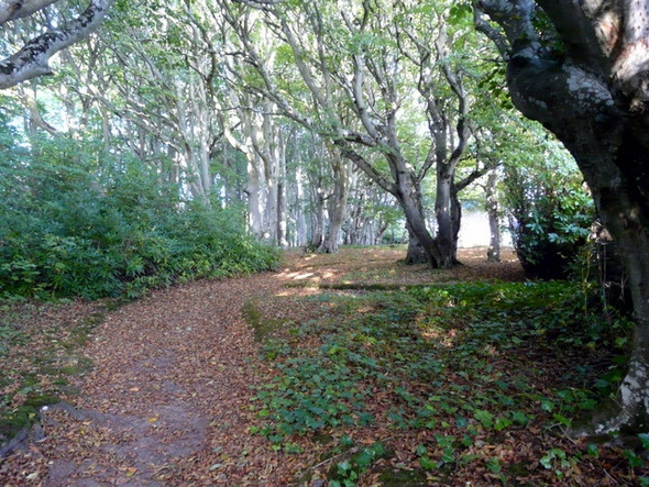 Photo 6"x4" Woodland path at Geanies Toulvaddie c2008