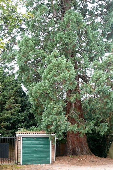 Photo 6"x4" Tree and garage Reading c2008
