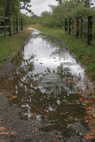 Photo 6"x4" Public Bridleway, Walesby Forest Haughton\/SK6772 c2008