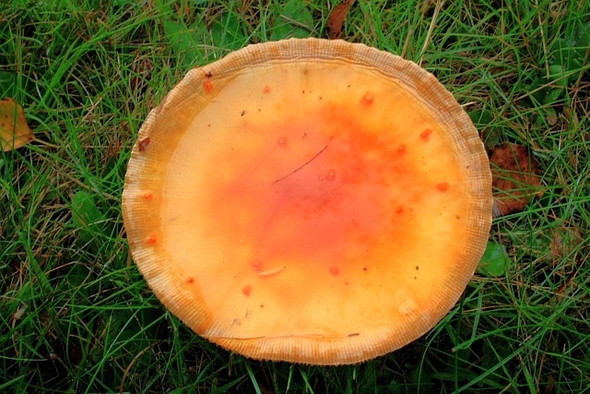 Photo 6"x4" Toadstool, Walesby Scout Camp Haughton\/SK6772 c2008