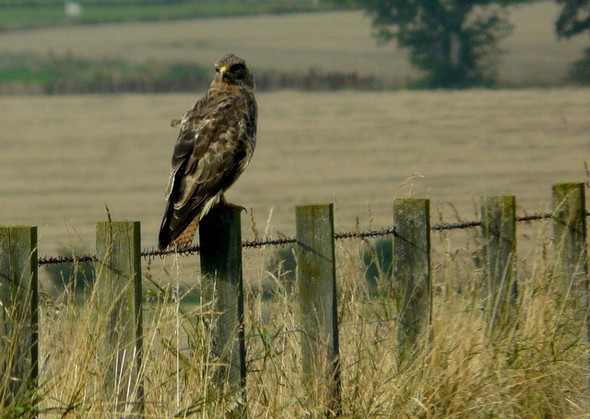 Photo 6"x4" Watchful Buzzard, near Nigg Nigg\/NH8071 c2008