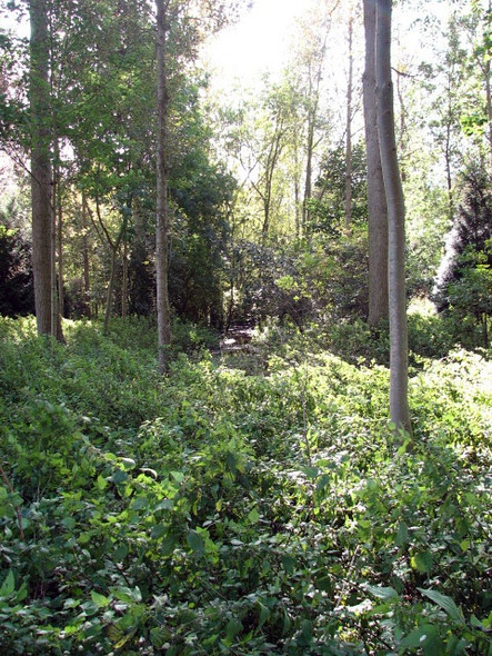 Photo 6"x4" Long Plantation Buxton\/TG2322 c2008