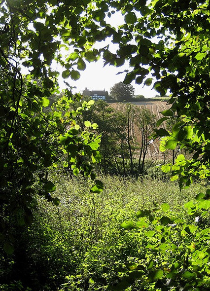 Photo 6"x4" Across  Llanerch Brook Llangarron c2008