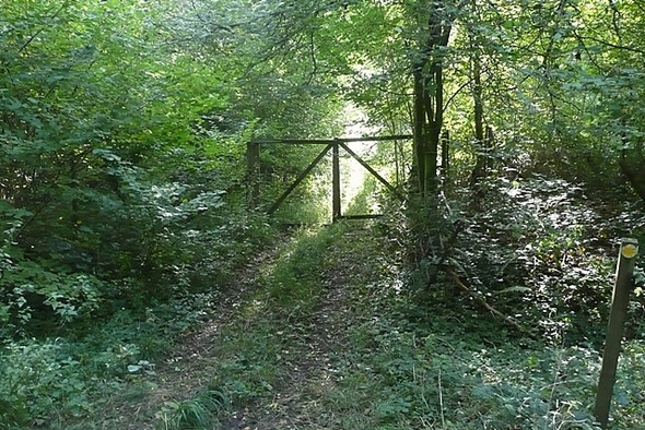Photo 6"x4" Woodland path Vernham Bank c2008