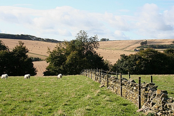 Photo 6"x4" Near Penelopefield Bogton\/NJ6751 c2008