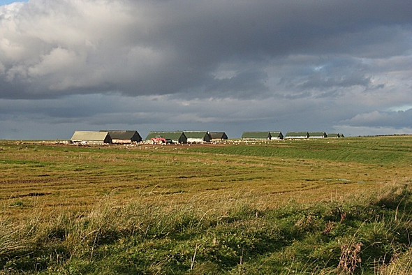 Photo 6"x4" Free Range Chickens Auldyoch c2008