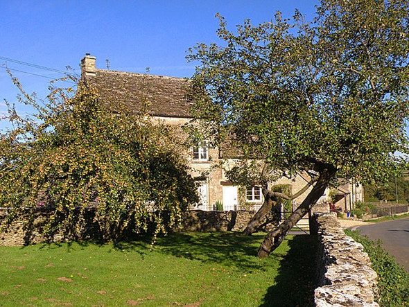 Photo 6"x4" Apple Trees Daglingworth c2008