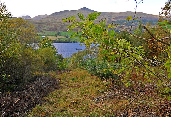 Photo 6"x4" Rough Woodland near Shenlarich Ardtalnaig c2008