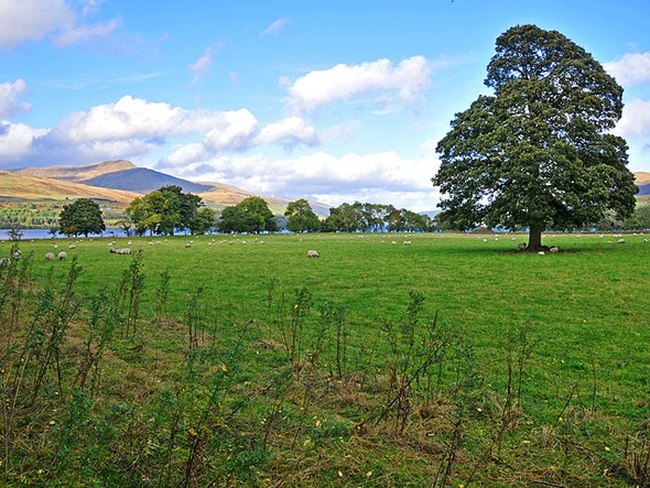 Photo 6"x4" Fields at Ardeonaig Ardeonaig c2008