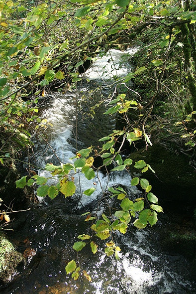 Photo 6"x4" Lydford: Willsworthy Brook Horndon c2008