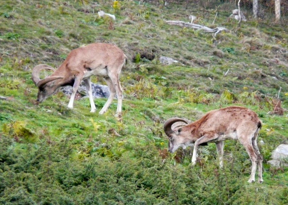 Photo 6"x4" Mouflon at Highland Wildlife Park Balavil\/NH7902 c2008