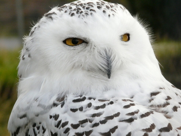Photo 6"x4" Snowy Owl at Highland Wildlife Park Balavil\/NH7902 c2008