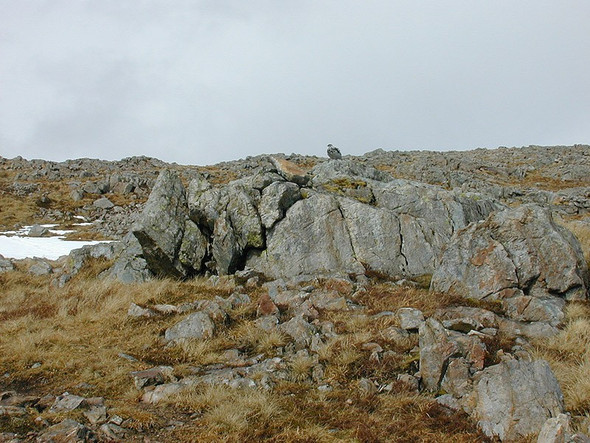 Photo 6"x4" Ptarmigan on Stob a' Choire Odhair Stob a' Choire Odhair\/NN2546 c2001