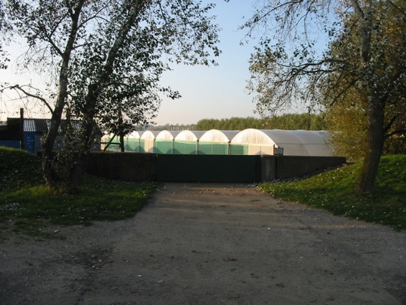 Photo 6"x4" Poly tunnels near New Downs Farm Sandwich c2008