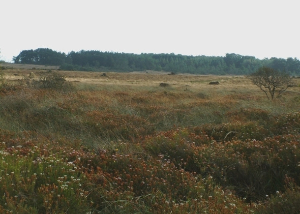 Photo 6"x4" Goonhilly Downs Traboe c2008