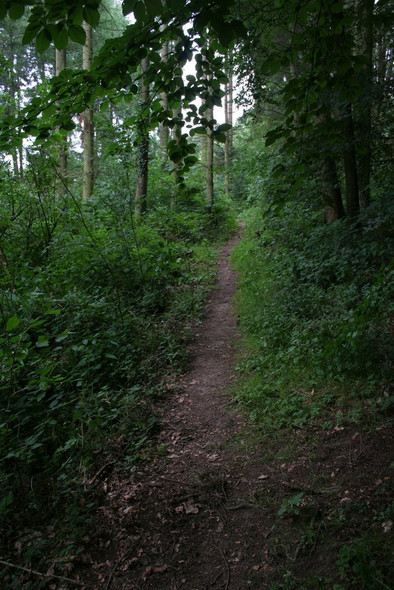 Photo 6"x4" Macmillan Way in woodland Farleigh Hungerford c2008