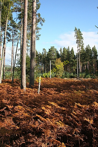 Photo 6"x4" Near Blackhills Woodside\/NJ0555 c2008