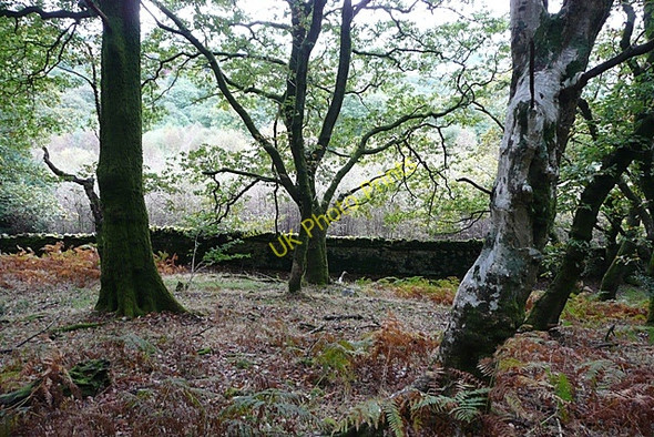 Photo 6"x4" From the Coed Morgannwg Way Merthyr Tydfil c2008