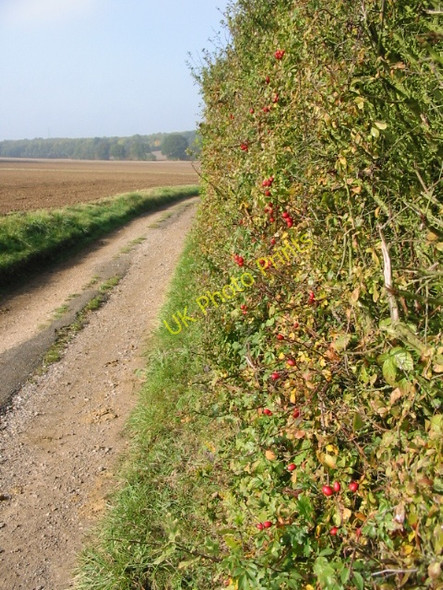 Photo 6"x4" Autumn hedgerow on lane to Brambles Farm Broad Oak\/TR1661 c2008