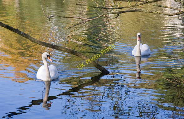 Photo 6"x4" Mute Swans Hampstead\/TQ2685 c2008