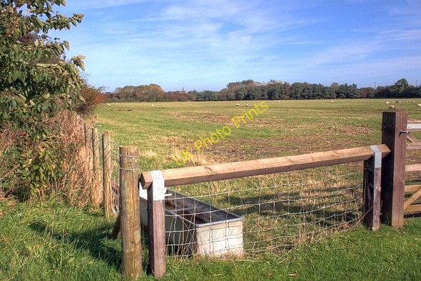 Photo 6"x4" Pasture Near Dalton Bridge Dalton-on-Tees c2008