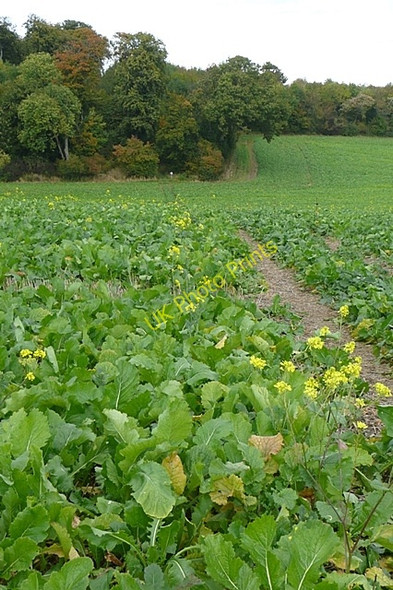 Photo 6"x4" Towards Wicks Wood Hailey\/SU6485 c2008