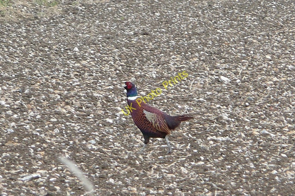 Photo 6"x4" Pheasant at Poors Farm Hailey\/SU6485 c2008
