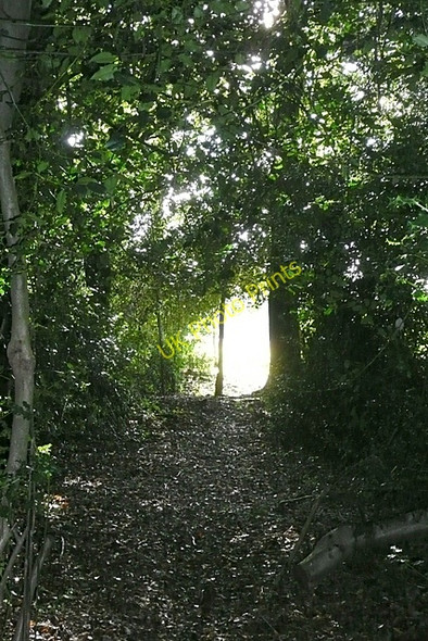 Photo 6"x4" Leaving Berinshill Wood Well Place c2008