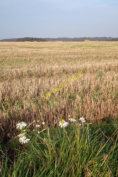 Photo 6"x4" October survivors Towton c2008