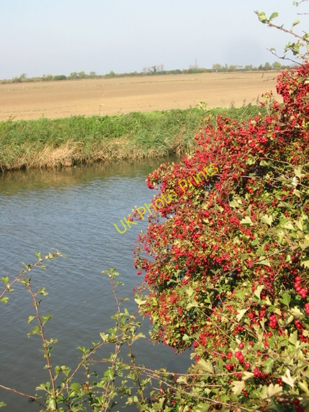 Photo 6"x4" Autumn fruitfulness Wall End\/TR2363 c2008