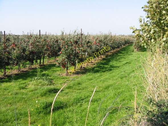 Photo 6"x4" Apple orchard to the N of Grove Road Grove\/TR2361 c2008
