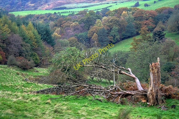 Photo 6"x4" Fallen Tree, Near Crow Nest Hawnby c2008
