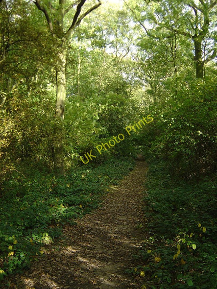 Photo 6"x4" Footpath in Ploughman Wood Lambley\/SK6345 c2008