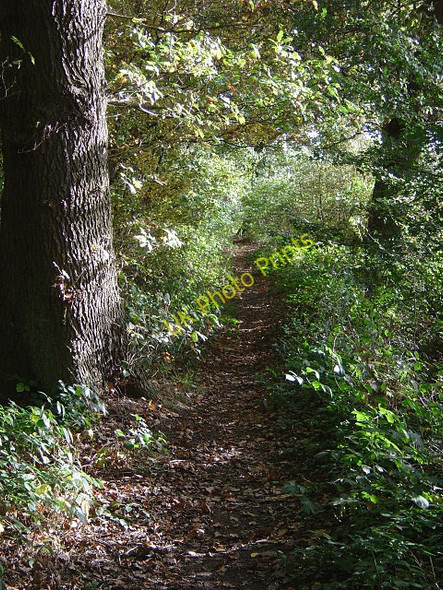 Photo 6"x4" Footpath in Ploughman Wood Lambley\/SK6345 c2008