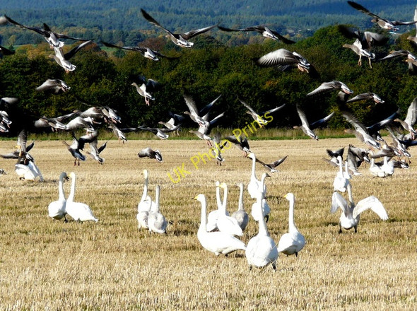 Photo 6"x4" Whooper Swans and Greylag Geese, Balinroich Arabella c2008