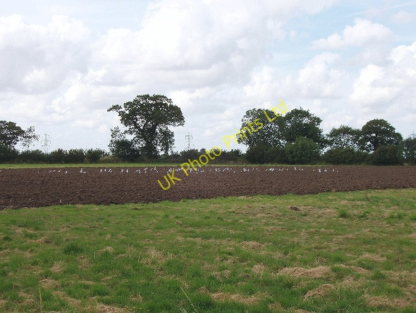 Photo 6"x4" Recently ploughed field with birds Daffy Green c2007