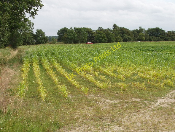 Photo 6"x4" Maize by Gooseacre Lane Thorpe Row c2007