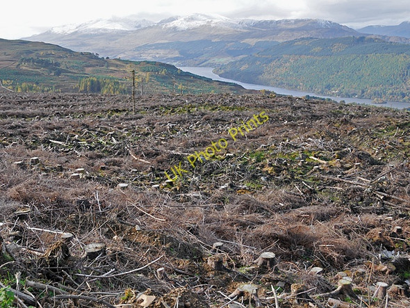Photo 6"x4" Clear felled area in the forest Taymouth Castle c2008