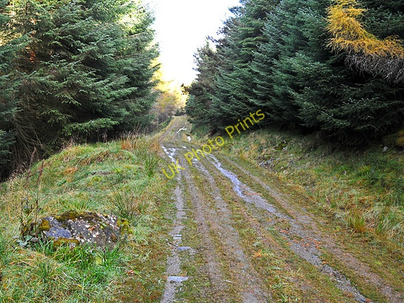 Photo 6"x4" Forest track Taymouth Castle c2008
