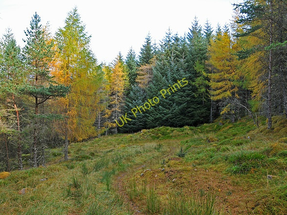 Photo 6"x4" Forest Track and Autumn Colours Taymouth Castle c2008