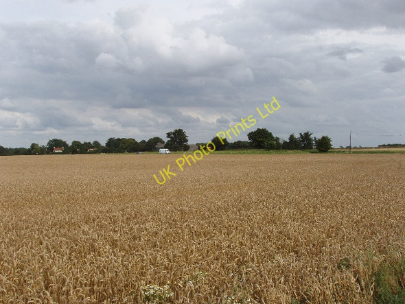 Photo 6"x4" Wheat field by A1075 Dereham Road Daffy Green c2007