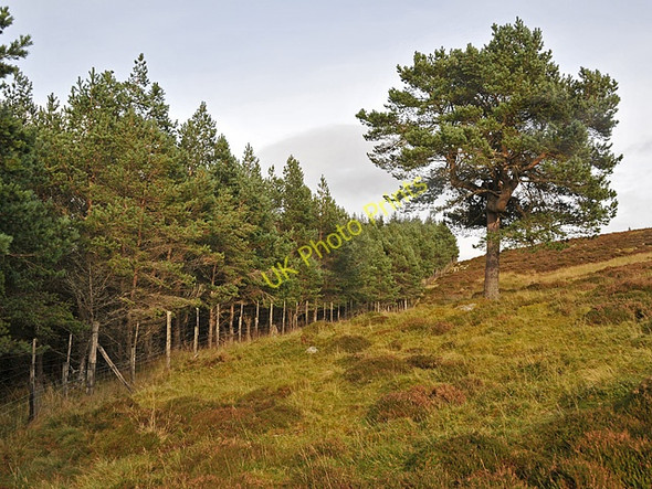 Photo 6"x4" Forest Margin Taymouth Castle c2008
