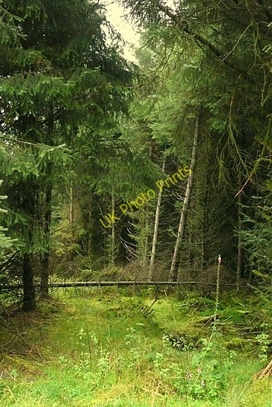Photo 6"x4" Deep in the forest Treherbert c2008